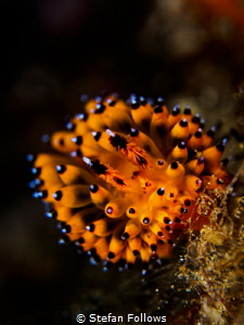 Fuzzball. Nudibranch - Janolus sp. Bali, Indonisia - EM5-... by Stefan Follows 